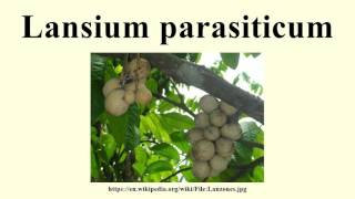 Lansium parasiticum [upl. by Alasteir464]