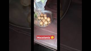 Macadamia nutsനിന്നെ ഒന്ന് കാണാൻ മെല്ലെ ഒന്ന് തിന്നാൻ 🤣കുറച്ചായി കാത്തിരിക്കുന്നു ഒതുങ്ങി kitti [upl. by Acinnod]