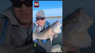 INSANE 31quot WALLEYE fishing fish walleye [upl. by Durware]