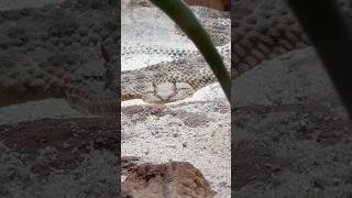 Gorgeous Snake Desert Horned Viper [upl. by Brasca]