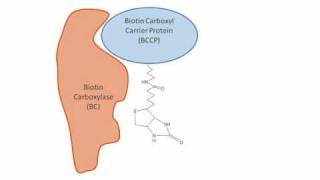 Fatty Acid Synthesis in Plants [upl. by Jezreel]