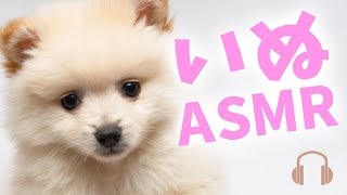 【ASMR】犬、咀嚼音ASMR。中身は見てのお楽しみ♡、ドッグフード、ささみ、ビーフジャーキー、牛乳…【声優 武石あゆ実の囁き音フェチ動画】【あゆみぃな】 [upl. by Nnywg]