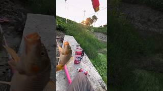 Carp Fish Catching by Fishing Rod amp Hook [upl. by Steward519]