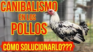 CANIBALISMO EN LOS POLLOS… Aprende Como solucionarlo [upl. by Odlanar]