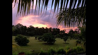 A Visit To Fellsmere Lychees Farm [upl. by Asseret710]