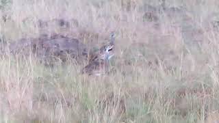 white bellied bustard in grasslands environment [upl. by Eeroc]