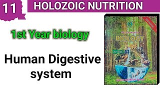 Human Digestive System  Holozoic Nutrition  chap 11 Class 11 Bio [upl. by Glaab]