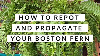 How to Repot and Propagate a Boston Fern  Boston Fern Repotting [upl. by Loredo482]