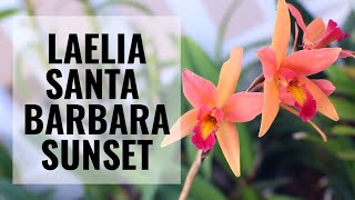 How to Take Care of the Laelia Santa Barbara Sunset  ORCHID CARE CareCollab [upl. by Kari]