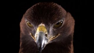 Golden Eagle in Slow Motion  Slo Mo  Earth Unplugged [upl. by Ohs]