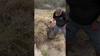 Bobcat trapping with body grips [upl. by Neeka]