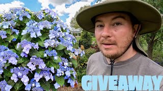 Endless Summer Hydrangea and First Editions Shrubs Giveaway  The Southerners Northern Garden [upl. by Saretta286]