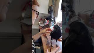 Quick finishing workwire removal for beginners bird taxidermy class [upl. by Noyerb16]