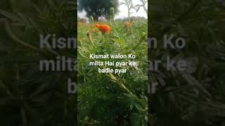 kismat walon Ko milta Hai pyar ke badle pyarvijaybahadur blog [upl. by Tailor425]