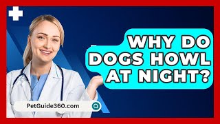 Why Do Dogs Howl At Night  PetGuide360com [upl. by Ennaeed]