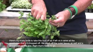 How to take softwood cuttings part 1 [upl. by Renckens159]