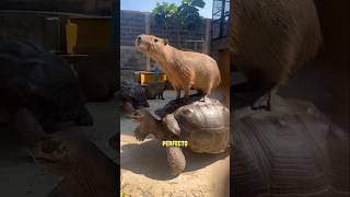 🤓EL Animal MAS SOCIABLE Y PACÍFICO DEL MUNDO carpincho capybara shorts animales [upl. by Jacquelynn362]