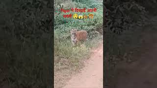 Sariska tiger Safari with tiger 🐅🐯 sariskanationalpark viralvideo tiger sariskatigersafari [upl. by Ardnaeel996]