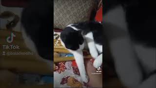 Podrias respetar mi privacidad kerenviral cat youtubeshorts gatitos catlover gatoshermosos [upl. by Deuno]