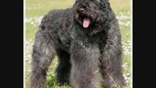 BOUVIER DES FLANDRES VILEBOY of Closluette The Best 3  httpwwwbouviersdesflandreschiotscom [upl. by Tnomed355]