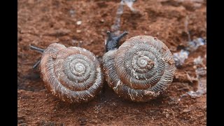 Boerenknoopje Discus rotundatus [upl. by Fira]