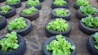 Como fazer uma horta no terraço ou varanda [upl. by Ettigirb612]