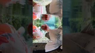 Why koi fish are thrown into Japanese sewers shorts fish [upl. by Telrahc]