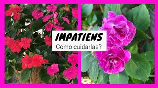 Cómo cuidar la planta IMPATIENS también conocida como Alegria del hogar  alegria de la casa [upl. by Anihsit]