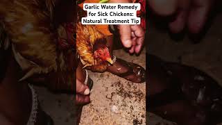 Garlic Water Remedy for Sick Chickens Natural Treatment Tip🐓🐓 [upl. by Arvonio]