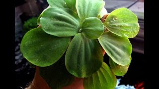 Pistia Stratiotes [upl. by Laaspere]