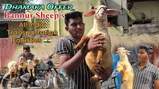 Bannur Sheep Kids Dhamaka Offers All India Transportation  Usman Goat Farm Solapur [upl. by Enneirdna]