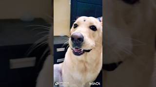 Chhupi hai shararat doglover pets hindisong bollywood music song spikekadrama [upl. by Nohsyt]