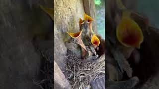 Baby Birds Eaten By Snake RIP [upl. by Anneis859]