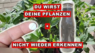 Tomaten Anbauen  WELTBESTER DÜNGER zum Selbermachen für Tomaten und andere Jungpflanzen [upl. by Stedt]