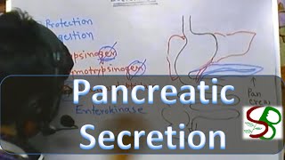 Pancreatic enzymes  pancreatic juice [upl. by Ulda]