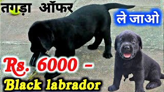 Black labrador puppies in cheap price  Labrador puppies  labra puppy [upl. by Edia763]