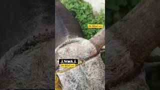 animals care 🙏😥motivation new trending viral YouTube short [upl. by Onitsirc775]