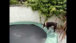 Boston Terrier bouncing on trampoline [upl. by Notnil]