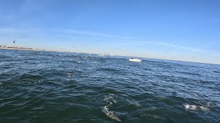 Striped Bass Blitz on Bunker off North New Jersey Unreal Footage of Striper Busting on the Surface [upl. by Feingold742]