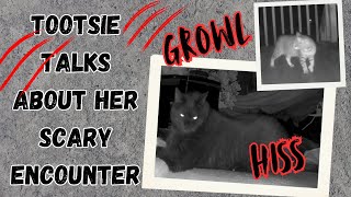 Tootsie Talks about her Scary Encounter 🐈 [upl. by Behm]