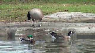 North American Wildlife  Cackling Goose sidebyside comparison with Canada Geese amp a Mallard [upl. by Kaazi]