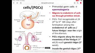 Male genital system development [upl. by Jackelyn]