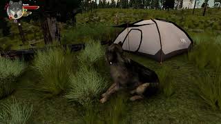 Wolfquest AE Tent in Slough Creek location [upl. by Williamsen]