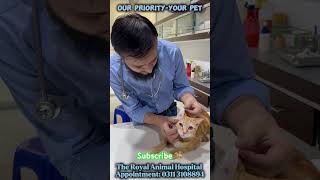 Cat SpayingNeutering cat viral catvaccination kitten pets [upl. by Annerb]