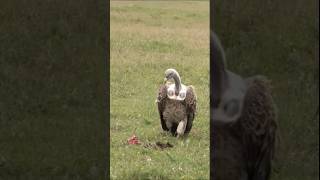 Marabou stork always a spectator around Vultures meal time vultures maraboustork [upl. by Yngiram]