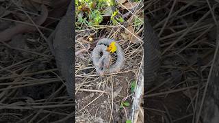 Flipping a COTTONMOUTH under old metal cottonmouth herping herpetology flipclip alabama [upl. by Clorinde]