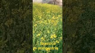 Brassica compestris Mustard Plant music acapella seashanty fact flowers plantic biology [upl. by Bodi]