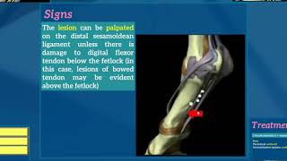 7Desmitis of distal sesamoidean ligaments [upl. by Armallas81]