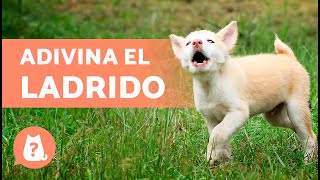 ADIVINA la RAZA de PERRO por el LADRIDO 🐶🔊 ¿Cuánto sabes de perros [upl. by Israel]