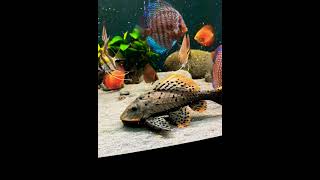 PLECO L95 discus [upl. by Lyrrad]